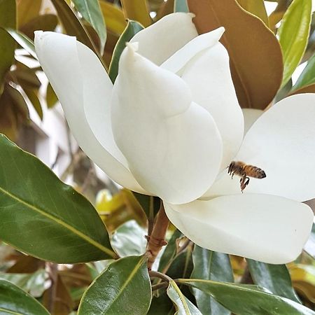 Healesville House - Magnolia House Buitenkant foto