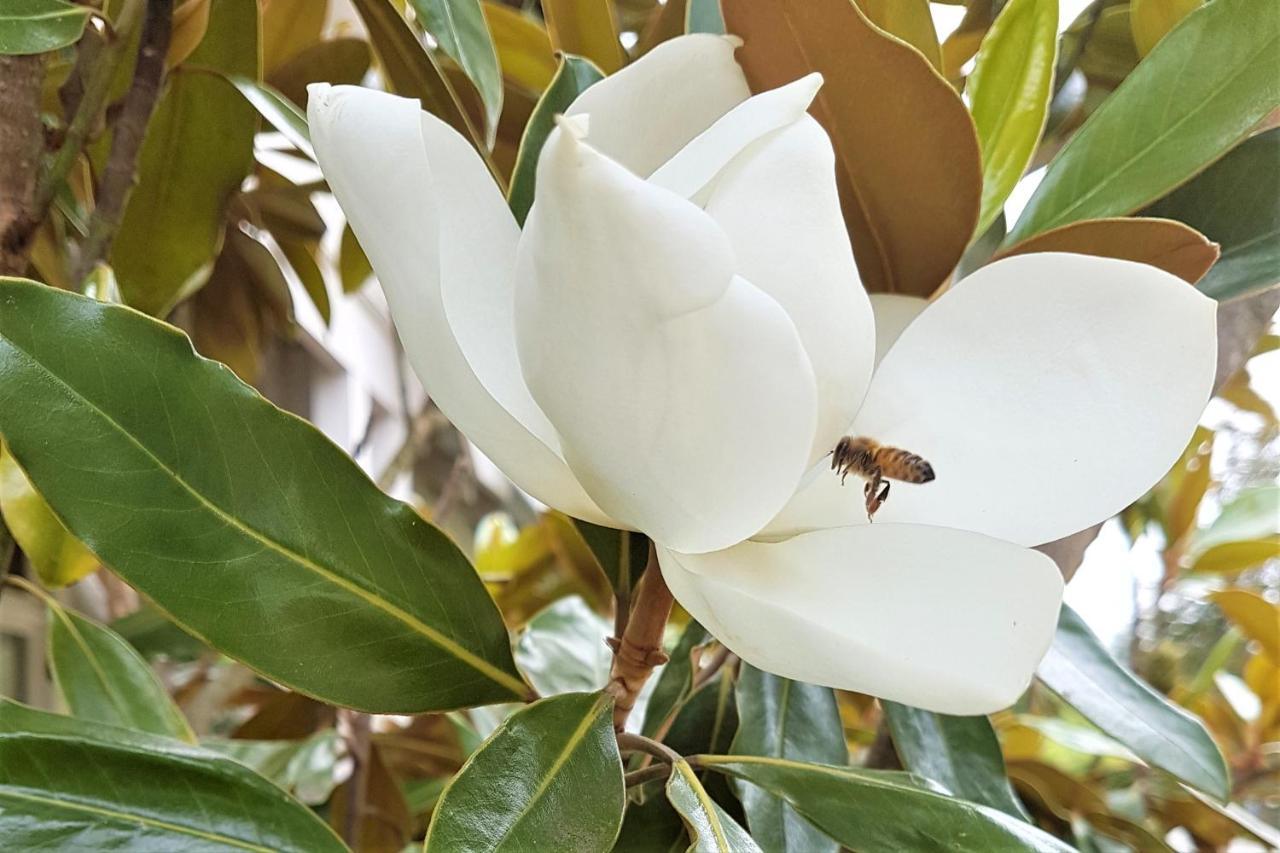 Healesville House - Magnolia House Buitenkant foto